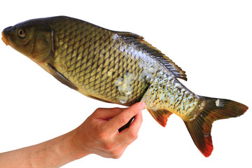 Naklejka premium carp