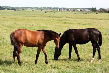 Horses grazing in the grassland