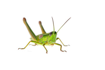 Grasshopper