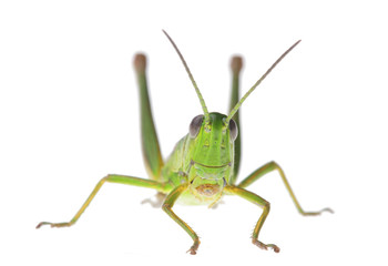 Fototapeta premium Grasshopper