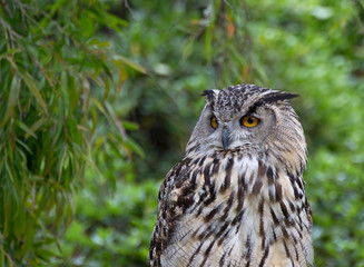 Eurasian Eagle Owl  (Bubo bubo) on background of green foliage