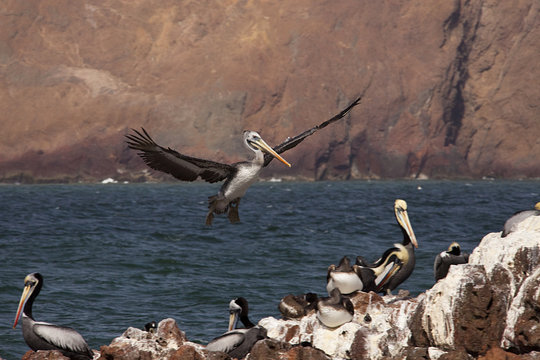 Pellicano atterraggio