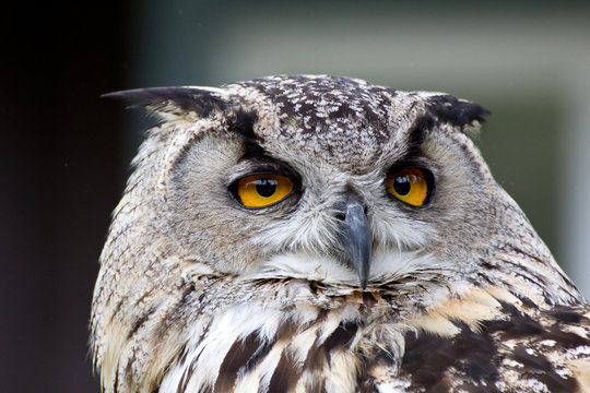 Eurasian Eagle Owl bird (Bubo bubo) face on a dark background