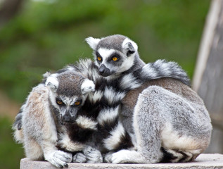 Pair of ring-tailed lemurs (Lemur catta) Snuggling Together