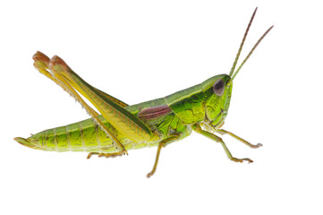 Grasshopper
