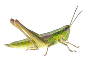 Grasshopper