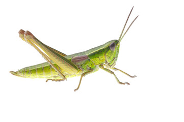 Grasshopper