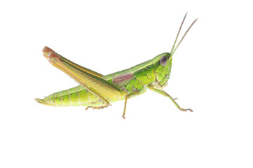 Grasshopper