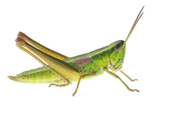 Grasshopper