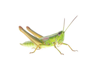 Grasshopper