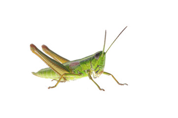 Grasshopper