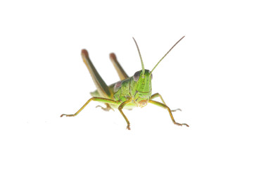 Grasshopper