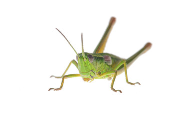 Grasshopper