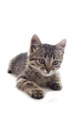 kitten on white backgrounds