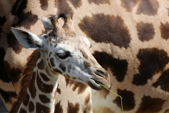 Giraffenjunges