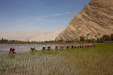 Obraz premium Risaia peruviana