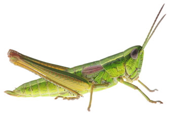 Grasshopper