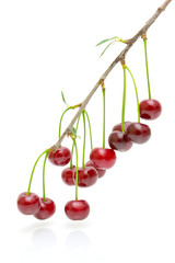 branch with berries cherry on white background