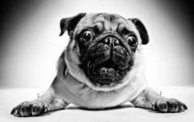Black and white portrait of a pug