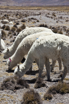 Alpaca Peruviani