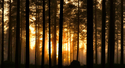 Fototapeta premium Sunset in foggy forest