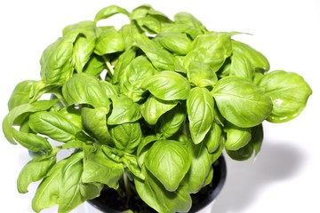 basil