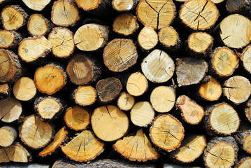 wood, logs and split trunks, useful as background