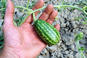 man hand with an organic water melon in the garden