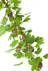Twig of red gooseberries.