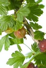 Twig of red gooseberries.
