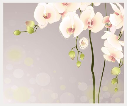 Greeting card with orchid. Illustration orhid.