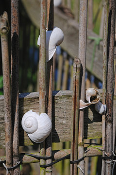Snail shell as garden decoration