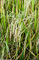 Fototapeta na wymiar Closeup of rice, raw food of Thailand