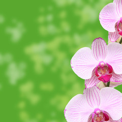 Pink orchid