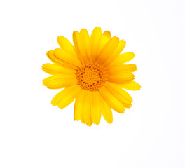flower of calendula. Isolated on white background.