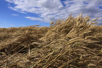 Fototapeta na wymiar champs de blé sous un ciel bleu