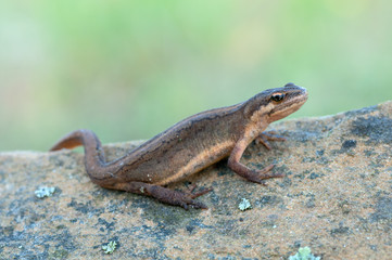 Smooth Newt