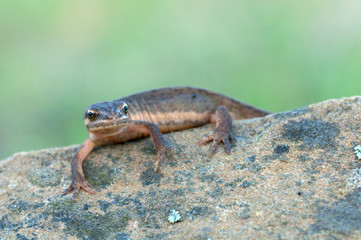 Smooth Newt