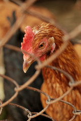 hen looking throught fence