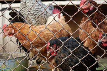 Rooster and hens looking through a fence