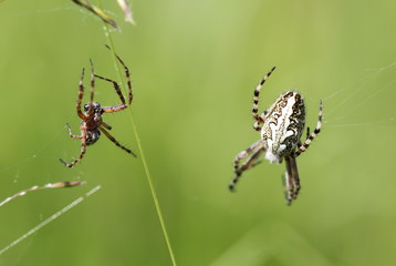 Eichblatt-Radspinne mit Männchen