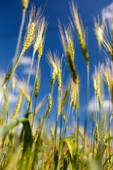 Obraz premium Wheat field closeup