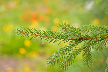 Branch ate, rain drops on her