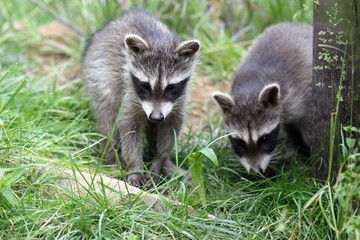 Fototapeta premium Zwei Waschbärbabys 