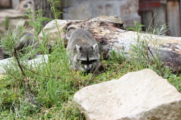 Fressendes Waschbärmännchen