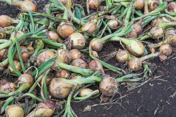 Closeup of freshly harvested onions drying in the field
