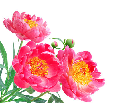 Peony Flowers Bouquet over white background