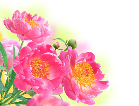 Peony Flowers Bouquet over white background