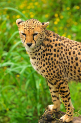 Cheetah