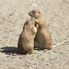 souslik (ground squirrel) couple - 43043943